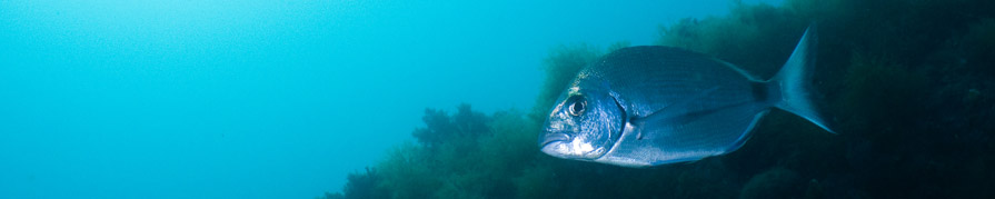 poisson mediterranee