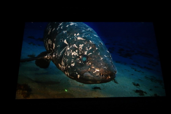 Image tirée du film "Le coelacanthe, plongée vers nos origines"