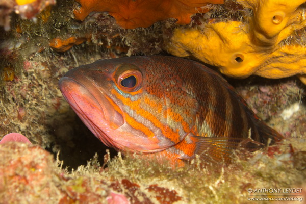 Serran chevrette Poisson de Méditerranée
