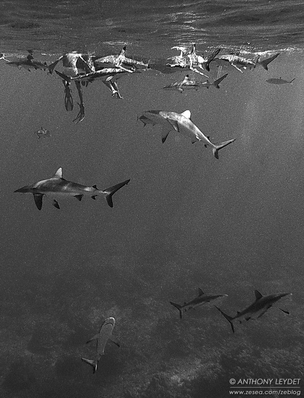 Requins de Moorea requins Requins en péril : pour la sauvegarde des requins...
