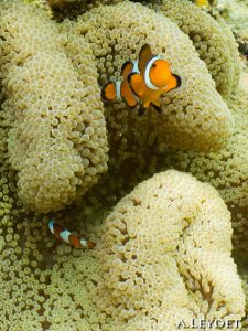 Poisson clown (False anemone fish)