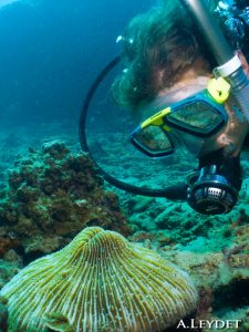 Nadine observe un corail Fungia