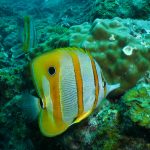 Pavillon à  long bec ( Beacked coralfish)