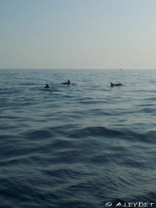 Les dauphins de la côte Bleue