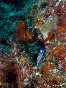 Hypselodoris tricolor