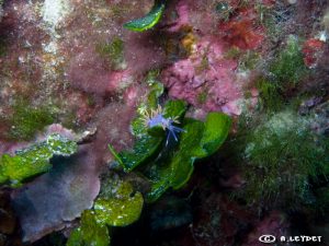 Flabellina ischitana
