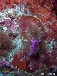 Coryphella pedata