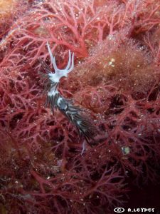 Piseinotecus gabinieri