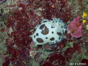 Peltodoris atromaculata