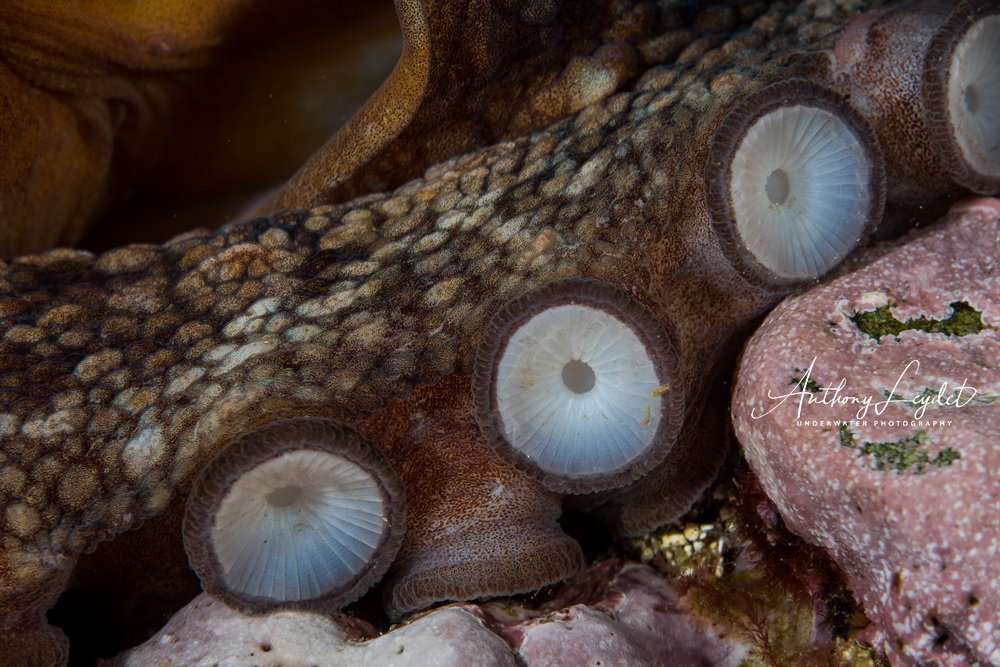 Ventouses de poulpe / Octopus suction caps / Octopus vulgaris