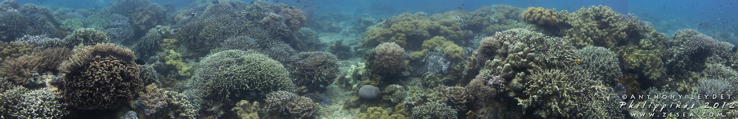Panoramique sous-marin Philippines