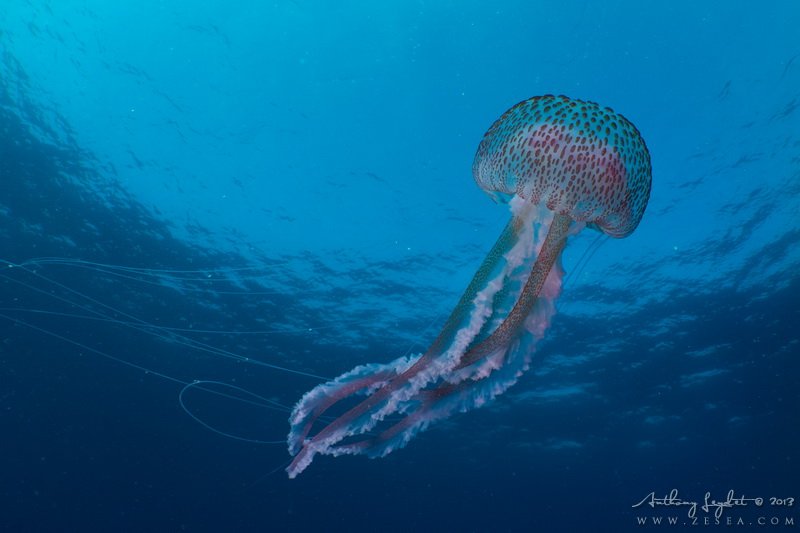 Est Ce Que Toutes Les Meduses Piquent