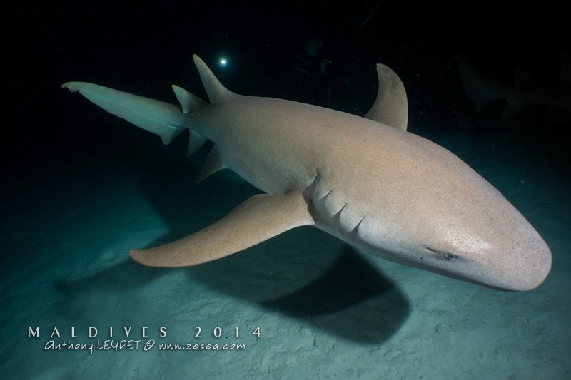 Requin nourrice (Alimathaa)