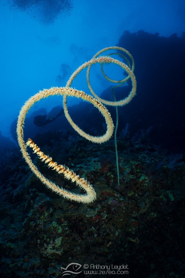 Corail anthipataire sur un tombant en Mer Rouge