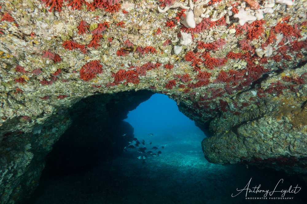 Grotte à corail - Ile Maire