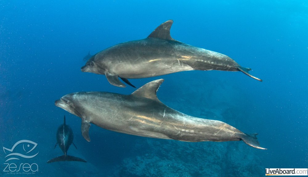 Plonger en mars avec les dauphins à Socorro