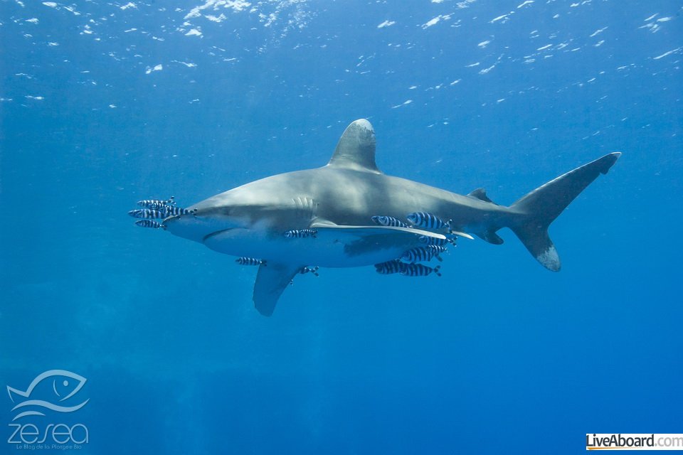 Large oceanic white-tip shark Carcharhinus longimanus under water in the open ocean