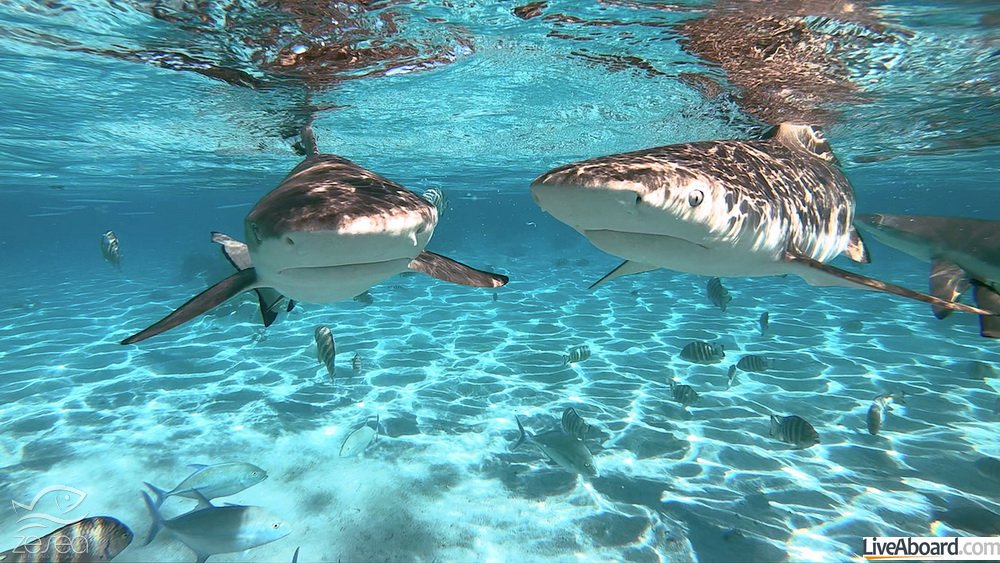 snorkeling in a lagoon with sharks, French Polynesia