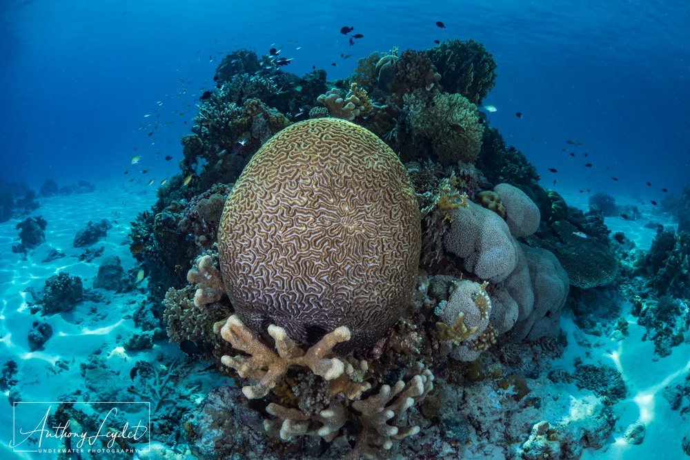 Brain coral - Tubbataha
