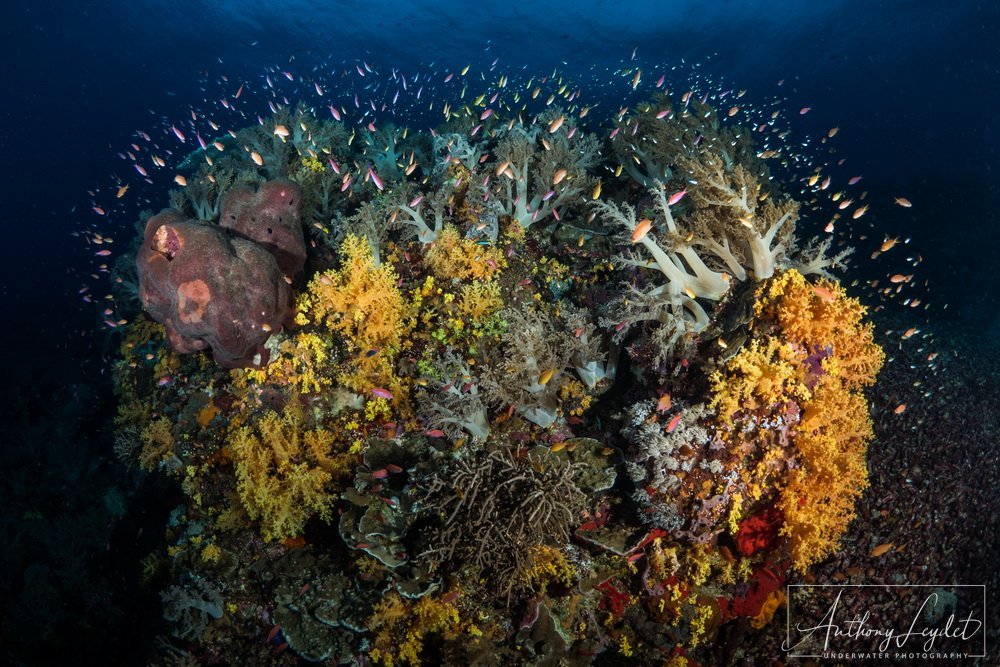 The beauty of the Tubbataha reefs