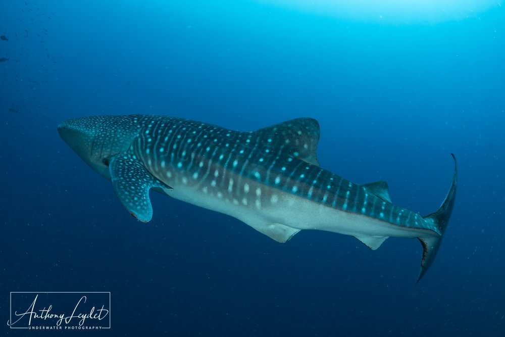 Whale shark, star of Tubbataha