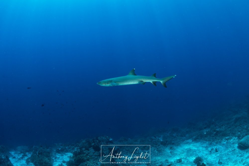 Whitetips reef shark in open water