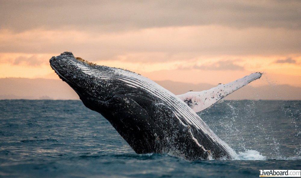 Baleine à bosse à Madagascar