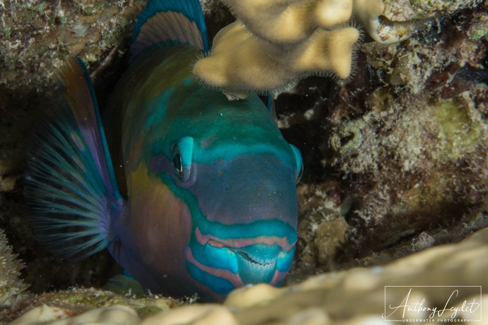 Dusky-capped parrotfish (Scarus scaber)