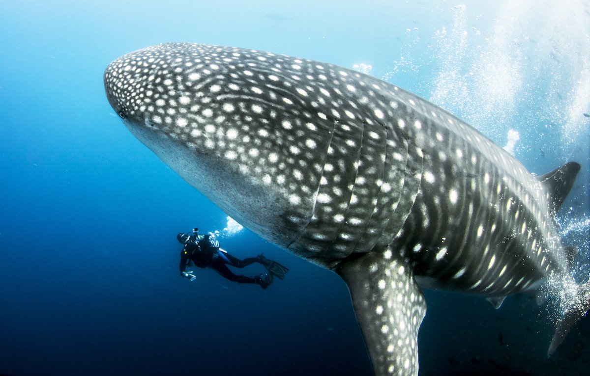 Plonger en novembre avec les requins baleine à Djibouti