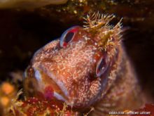 Blennie gattorugine