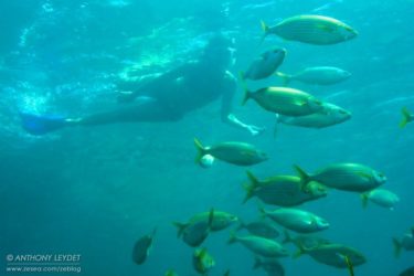 Banc de saupe & nageuse