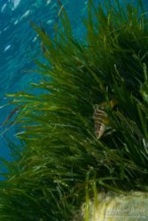 Serran dans l'herbier de posidonie