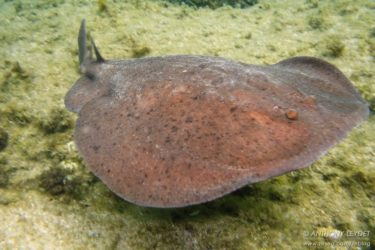 Raie torpille marbrée