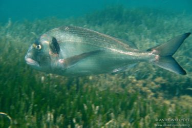 Très grosse daurade !