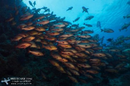 Bouquet de vivaneau Banc de vivaneaux de Ras Mohamed