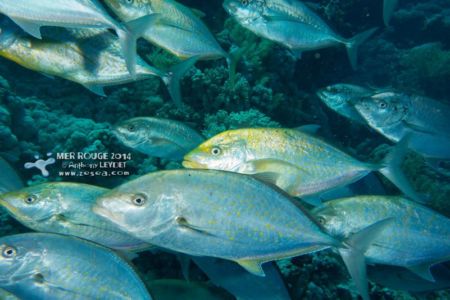 Poissons d'argent ! Banc de carangues