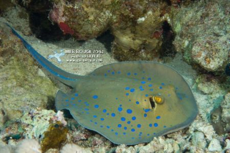 Raie pastenague à points bleus