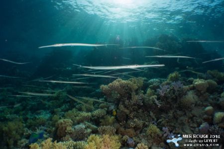 Orchestre de flûtes Orchestre de flutes !
