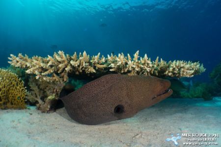 La Belle ou la Bête ?