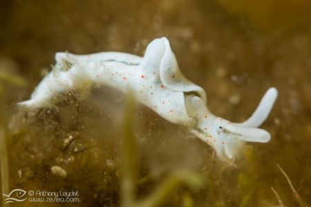 Elysia timida, environ 1cm, non recadrée !