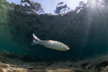 Loup sous la surface
