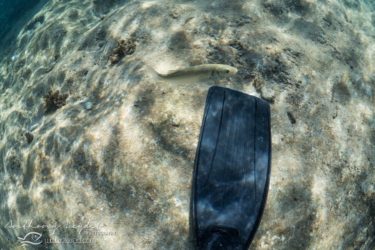 Loup dans la réserve marine de la Côte-Bleue