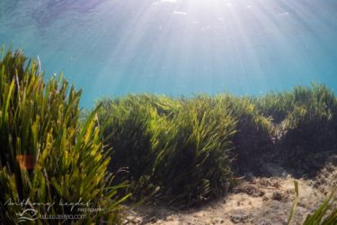 Posidonie dans le parc marin de la Côte-Bleue