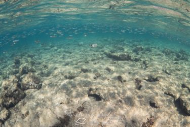 Banc de poissons dans la réserve marine