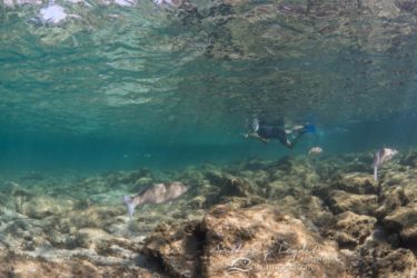 Pratique du snorkeling dans la réserve marine de Carry-le-Rouet