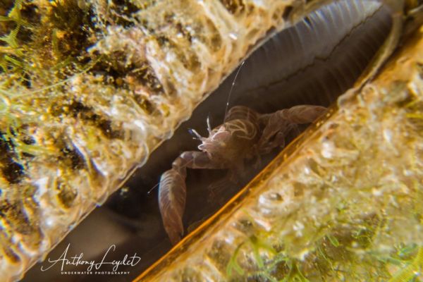 Pontonia pinnophylax, une crevette dans la nacre