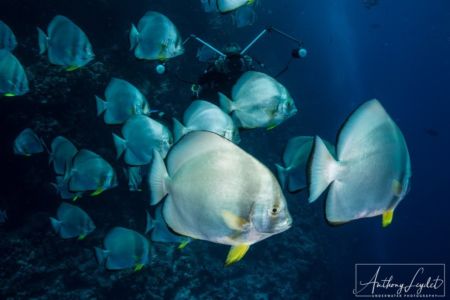 Un banc de platax sur le tombant de ras Mohamed