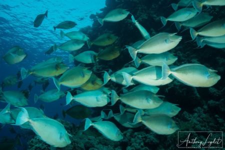 Un banc de nasons le long du tombant de Ras Mohamed