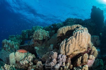 Corals on the Tien Hsing wreck