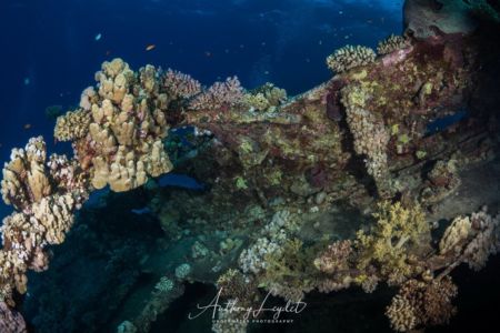 Coraux sur l'épave du Tienstin